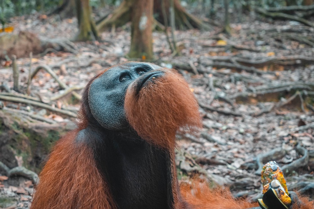 Bukit Lawang, Indonesia