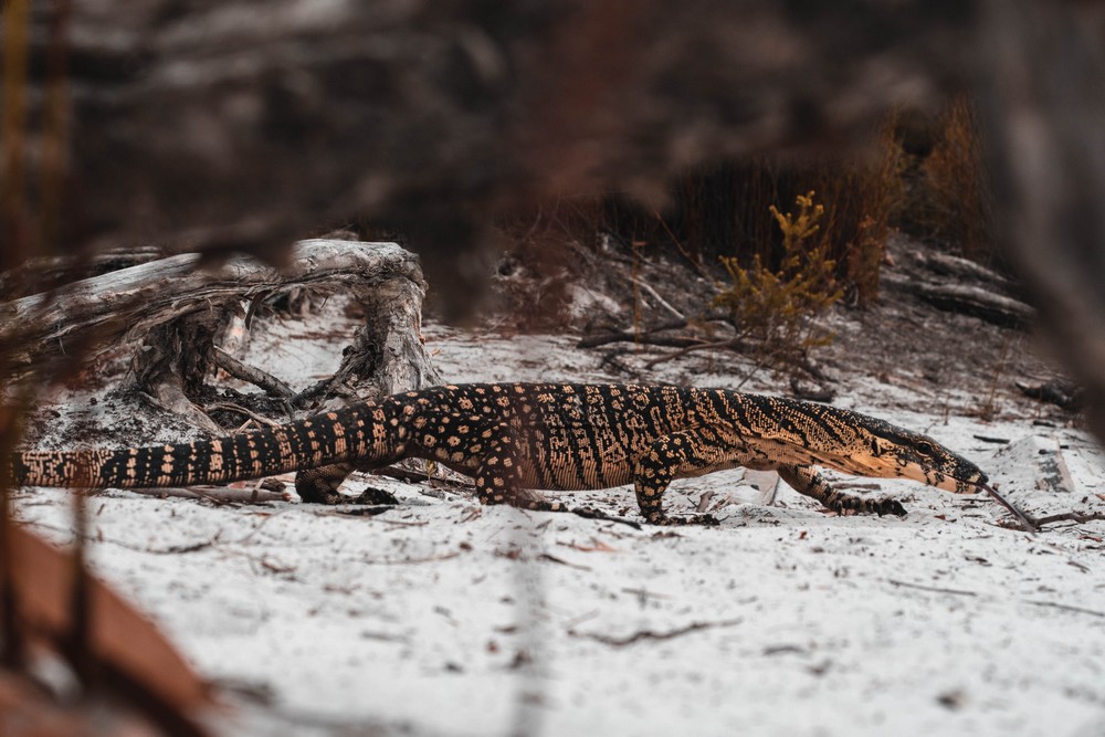 Fraser Island, Australia