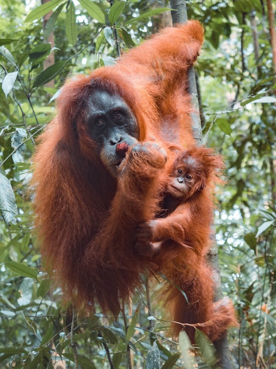 Bukit Lawang, Indonesia