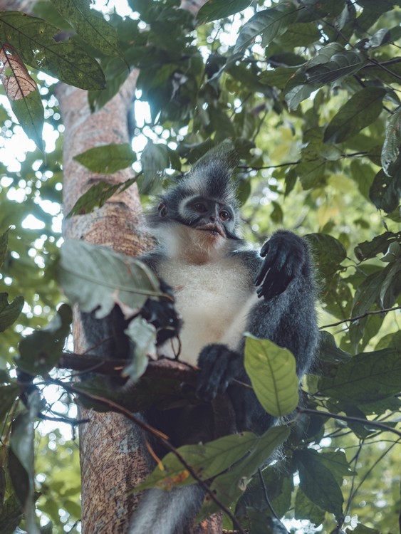 Bukit Lawang, Indonesia