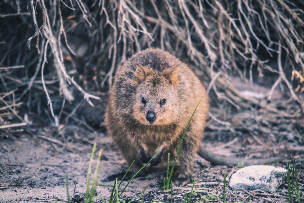 Rottnest Island, Australia