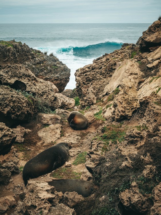 Kangaroo Island, Australia