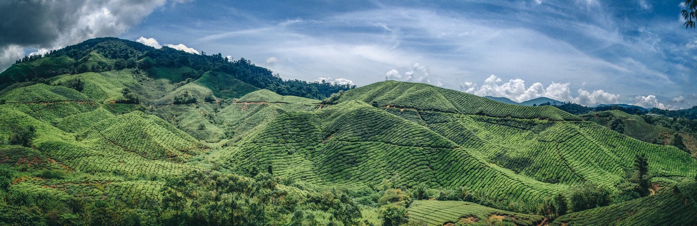 Cameron Highlands, Malaysia