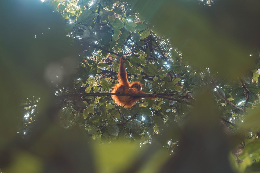 Bukit Lawang, Indonesia